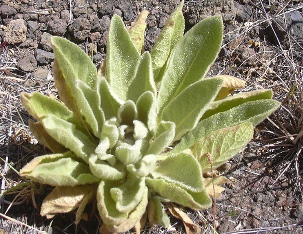 Mullein leaves as an alternative to toilet paper