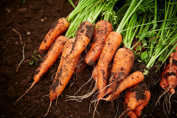 carrot for a survival garden