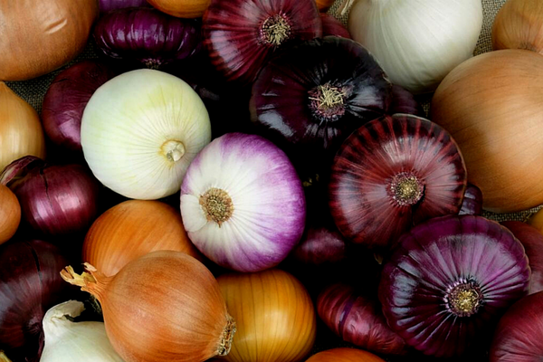 onions for survival garden
