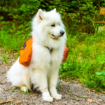 How To Prepare a Bug Out Bag For Your Pets