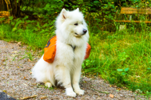 bug out bag for pets