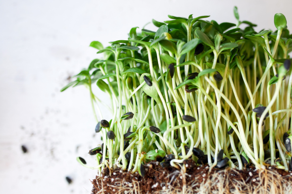 how to grow sprouts for a survival garden