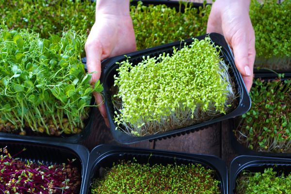 how to grow microgreens for survival