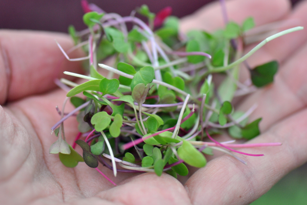 growing microgreens for survival garden